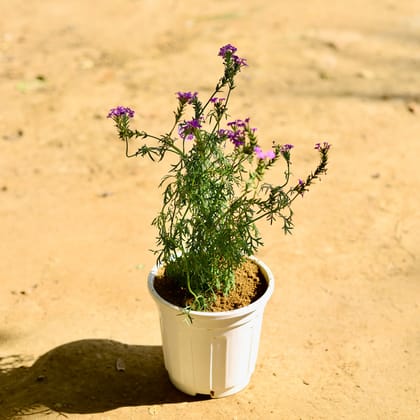 Buy Verbena (any colour) in 6 Inch White Super Nursery Pot Online | Urvann.com