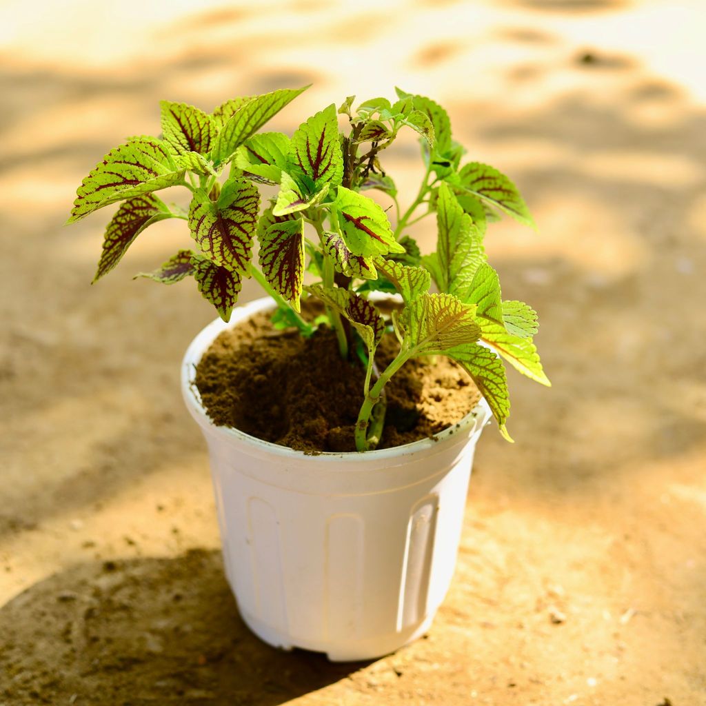 Coleus Green (any design) in 6 Inch White Super Nursery Pot
