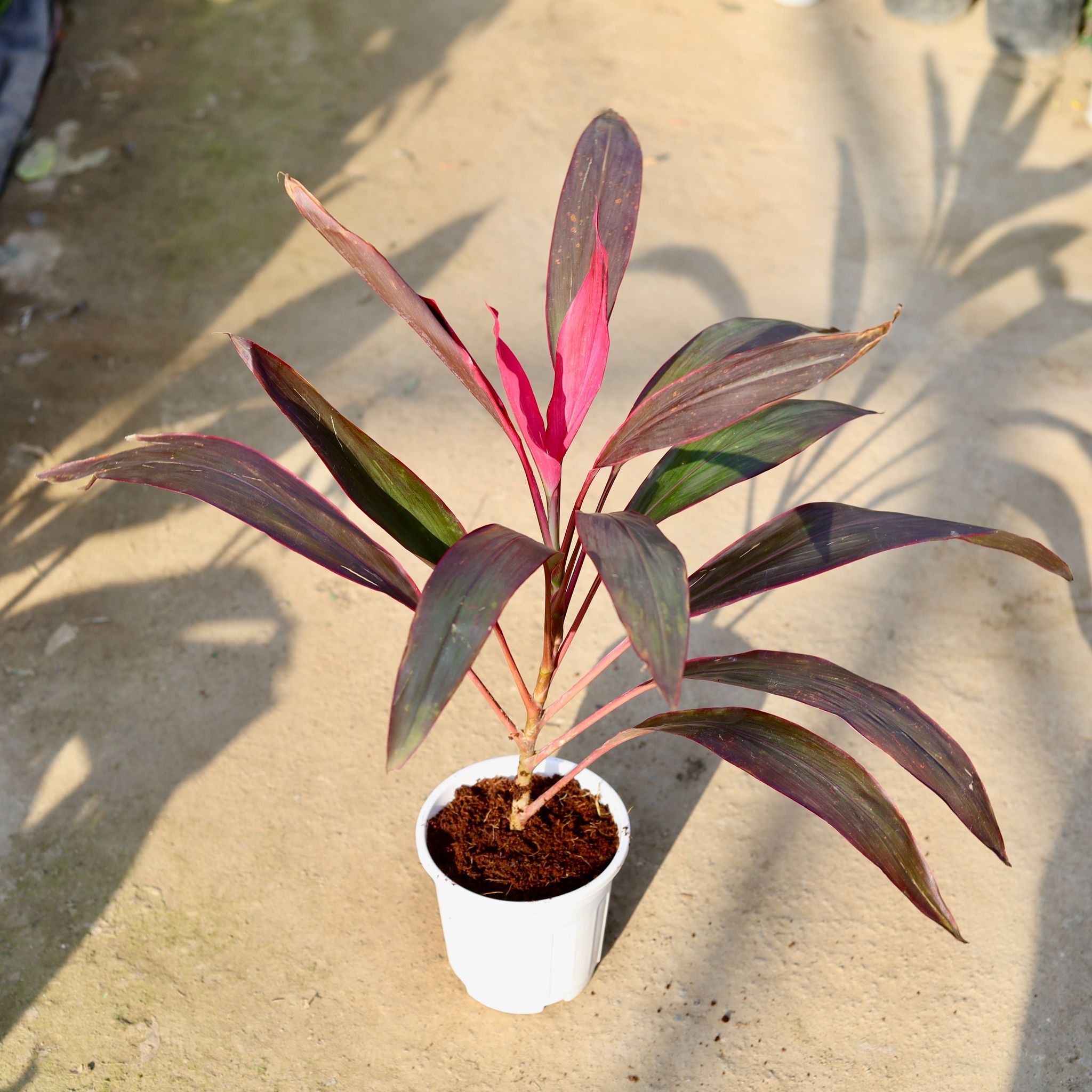 Dracaena Pink in 6 Inch White Super Nursery Pot