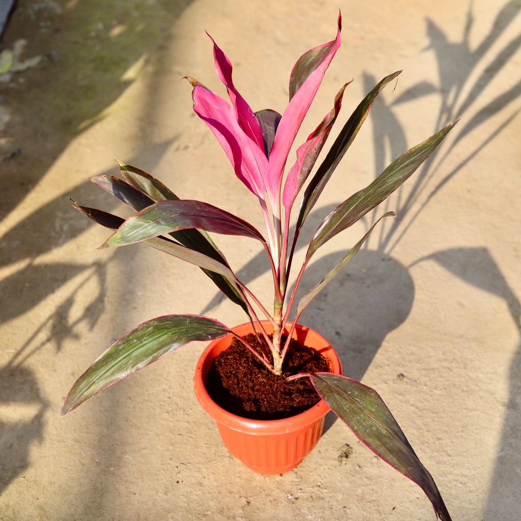 Buy Dracaena Pink in 8 Inch Terracotta Red Olive Plastic Pot | Urvann.com Dracaena Pink in 8 Inch Terracotta Red Olive Plastic Pot