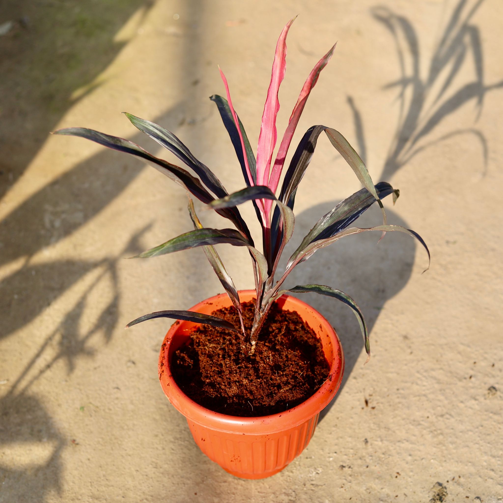Dracaena Pink in 8 Inch Terracotta Red Olive Plastic Pot