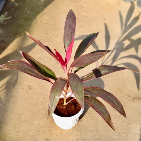 Dracaena Pink in 8 Inch White Olive Plastic Pot