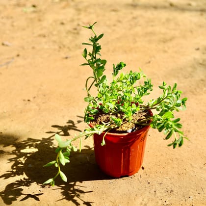 Buy Kulfa / Purslane (any colour) in 6 Inch Red Super Nursery Pot Online | Urvann.com