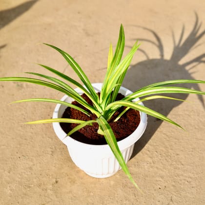 Buy Pandanus in 8 Inch Nursery Pot | Urvann.com