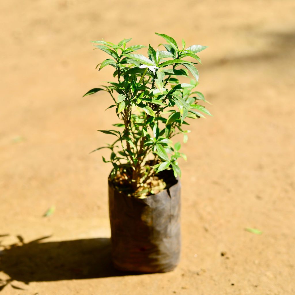 Buy Chandni Dwarf (any colour) in 5 Inch Nursery Bag Online | Urvann.com Chandni Dwarf (any colour) in 5 Inch Nursery Bag