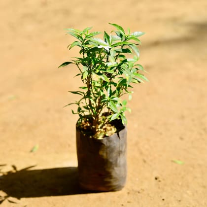 Buy Chandni Dwarf (any colour) in 5 Inch Nursery Bag Online | Urvann.com