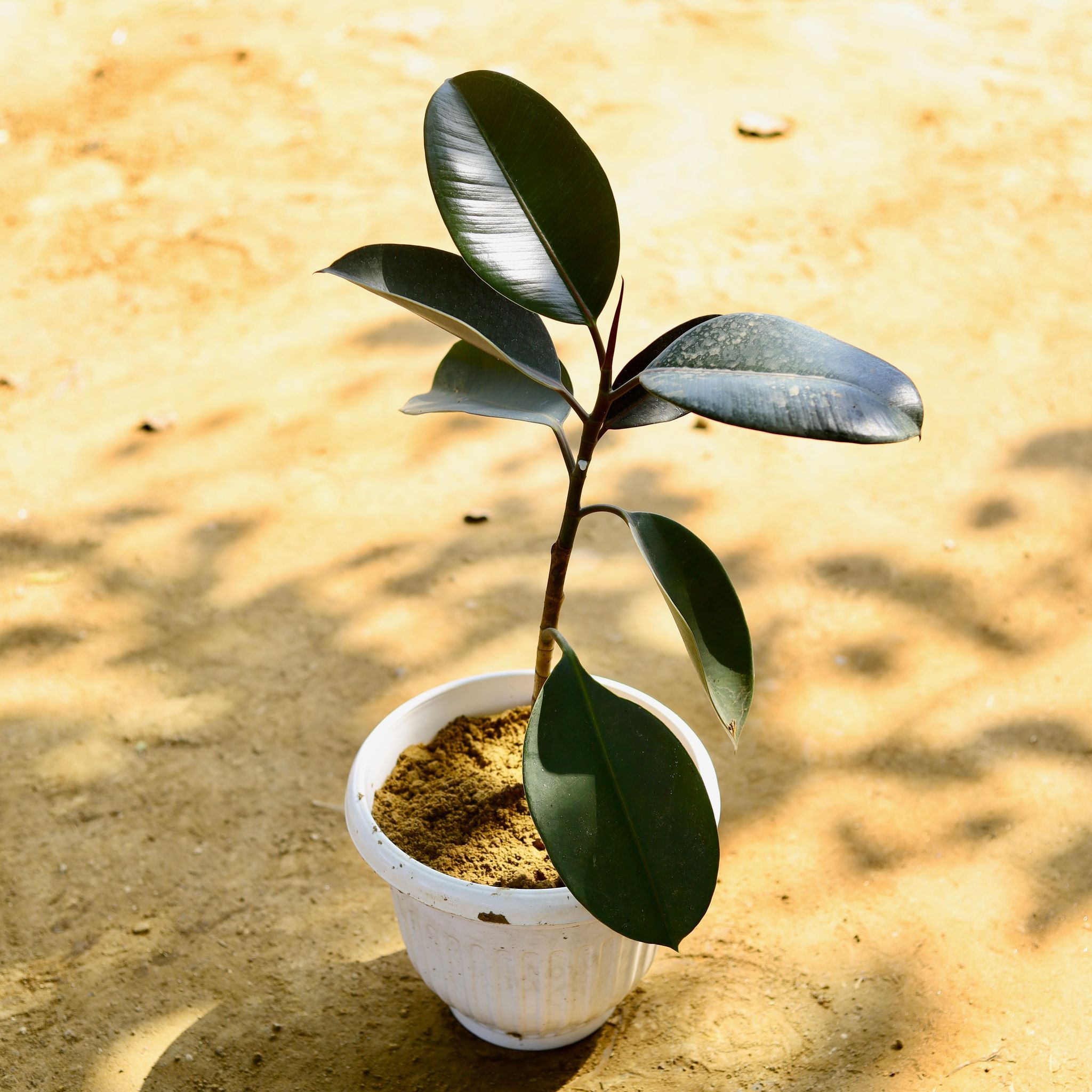 Rubber Black in 8 Inch White Olive Plastic Pot