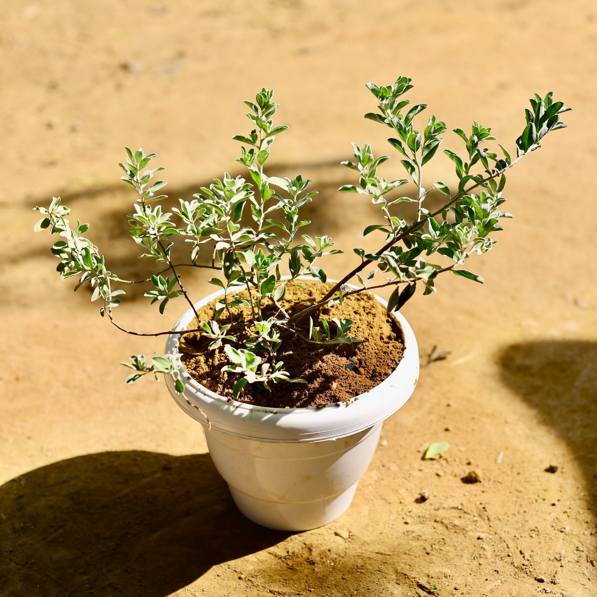 Loropetlum in 8 Inch White Classy Plastic Pot