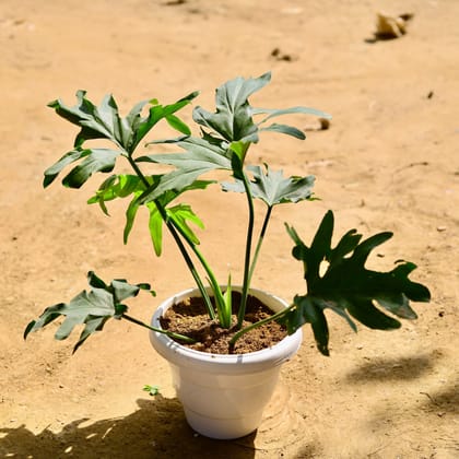 Buy Philodendron Selloum in 6 Inch White Classy Plastic Pot Online | Urvann.com