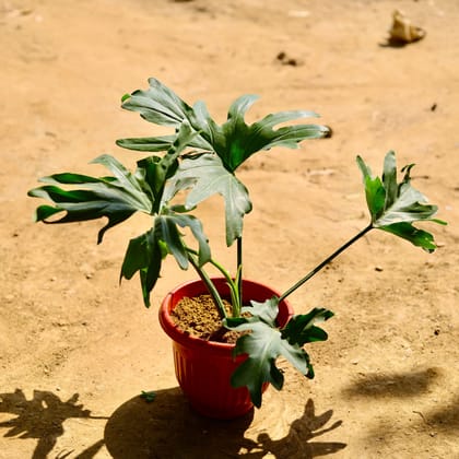 Buy Philodendron Selloum in 6 Inch Terracotta Red Premium Olive Plastic Pot Online | Urvann.com