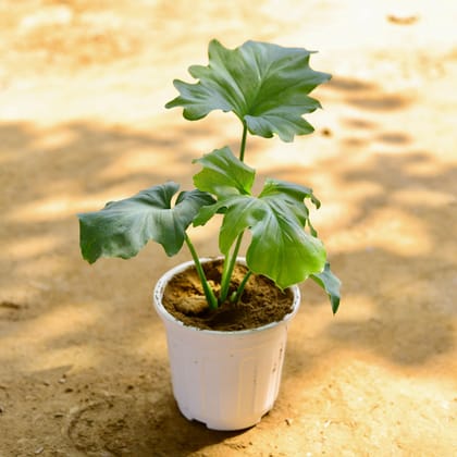 Buy Philodendron Selloum in 6 Inch White Super Nursery Pot Online | Urvann.com