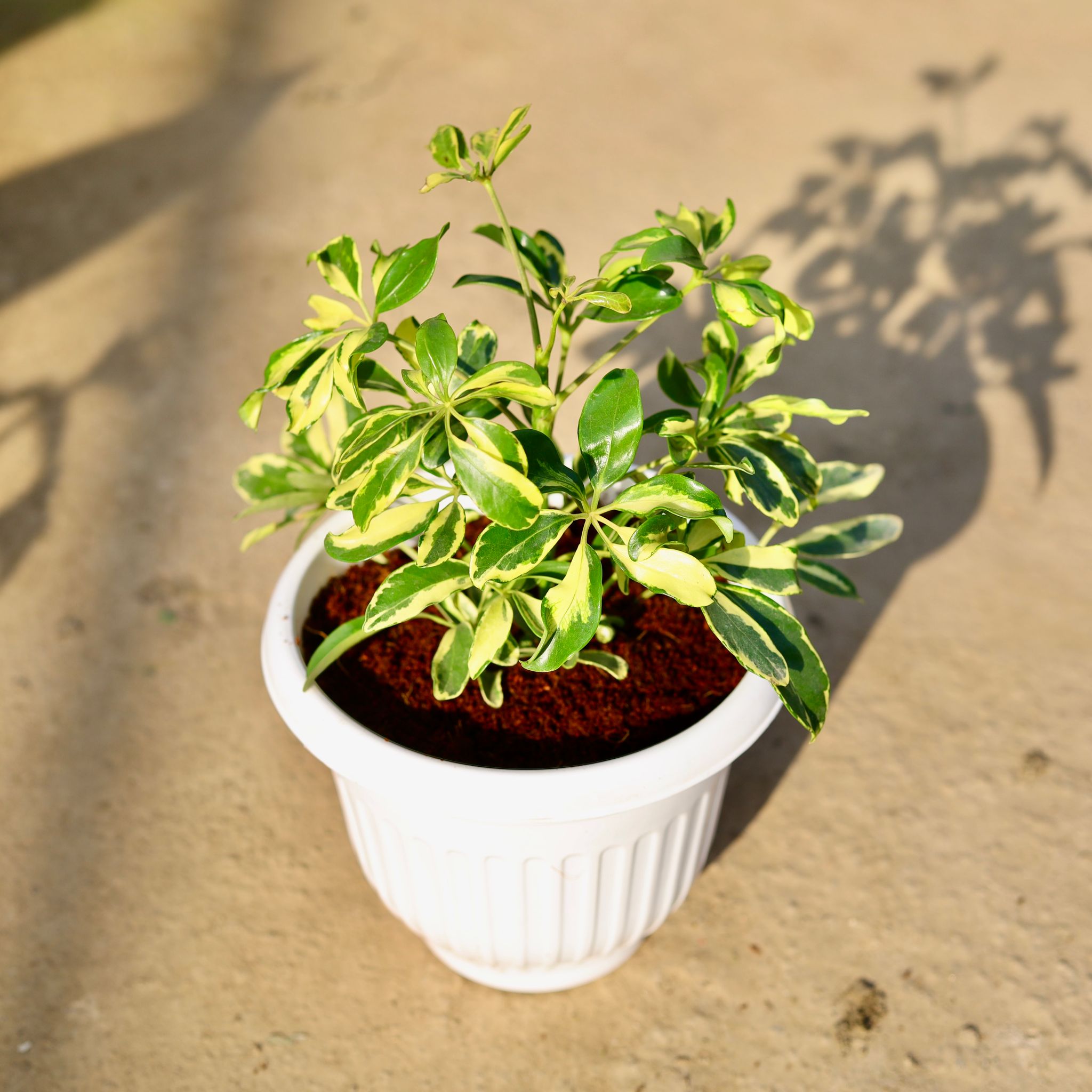 Schefflera Variegated in 8 Inch White Olive Plastic Pot