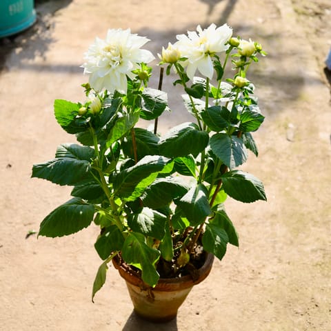 Dahlia White in 10 Inch Clay Pot