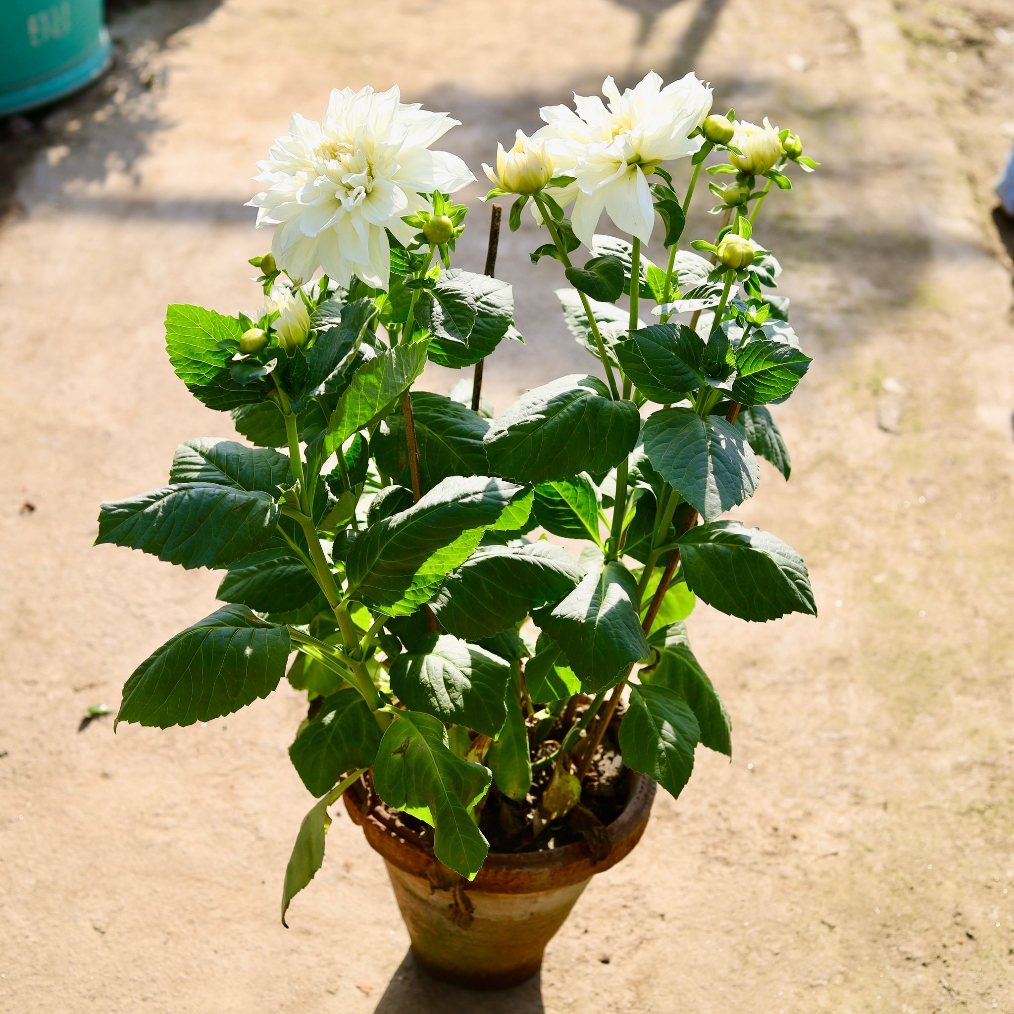 Dahlia White in 10 Inch Clay Pot