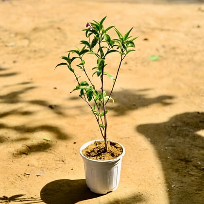 Buy Sukh Shanti in 6 Inch White Super Nursery Pot Online | Urvann.com