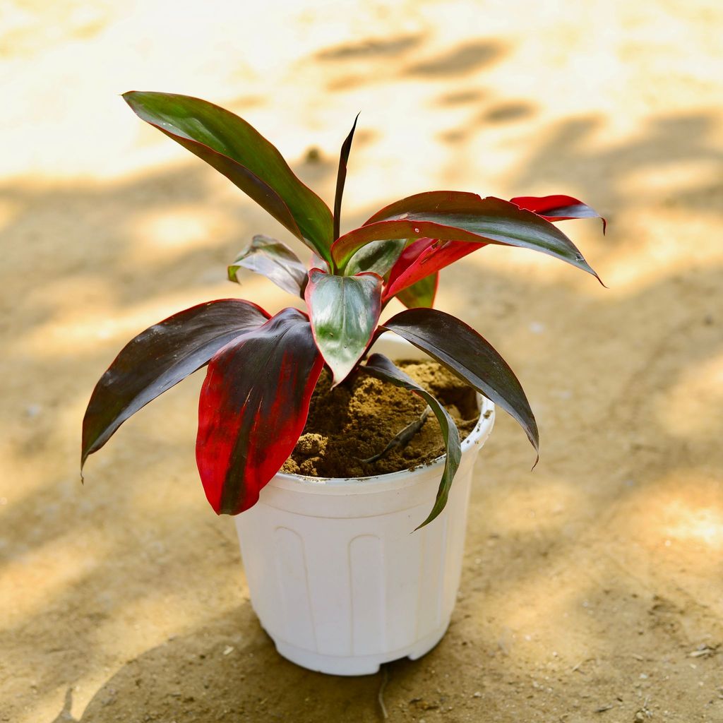 Buy Dracaena Rosea in 6 Inch White Super Nursery Pot Online | Urvann.com Dracaena Rosea in 6 Inch White Super Nursery Pot