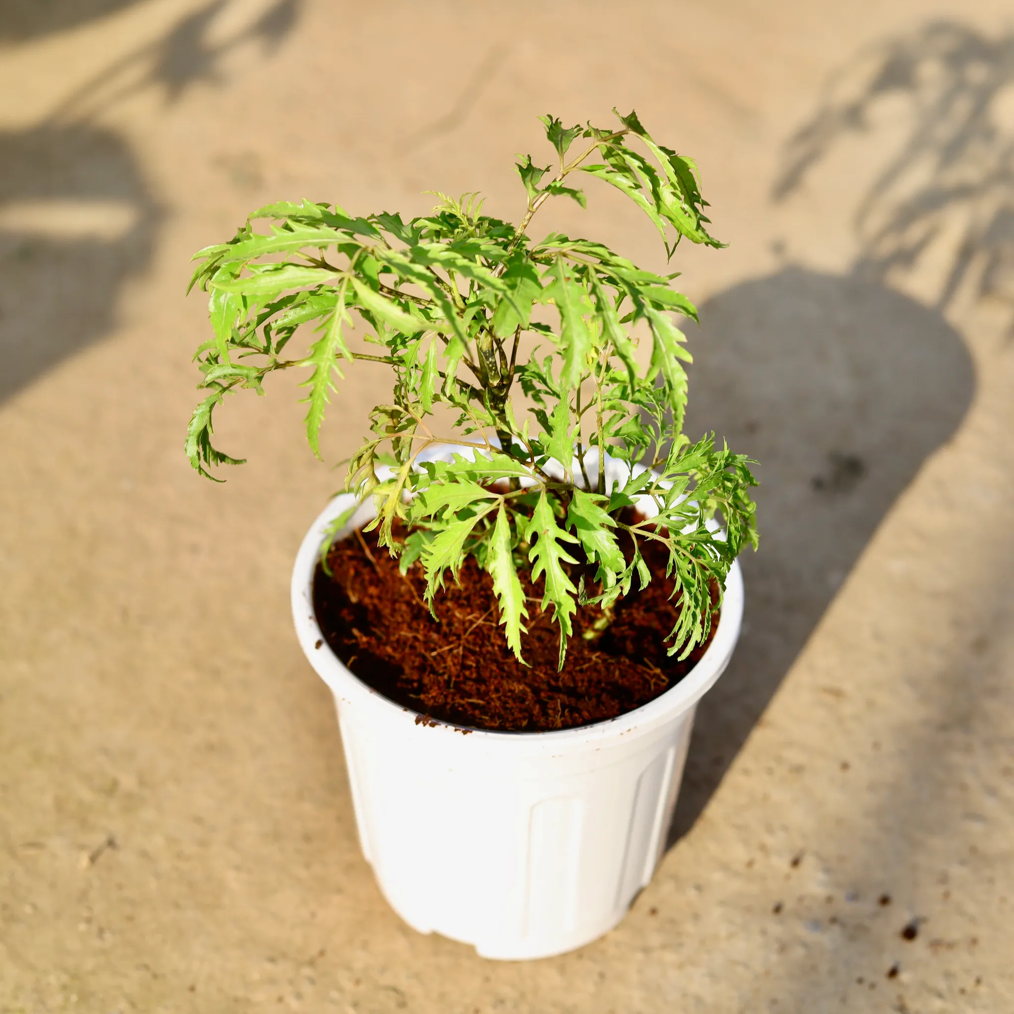Aralia Neem in 6 Inch White Super Nursery Pot
