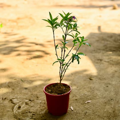 Buy Sukh Shanti in 6 Inch Red Super Nursery Pot Online | Urvann.com