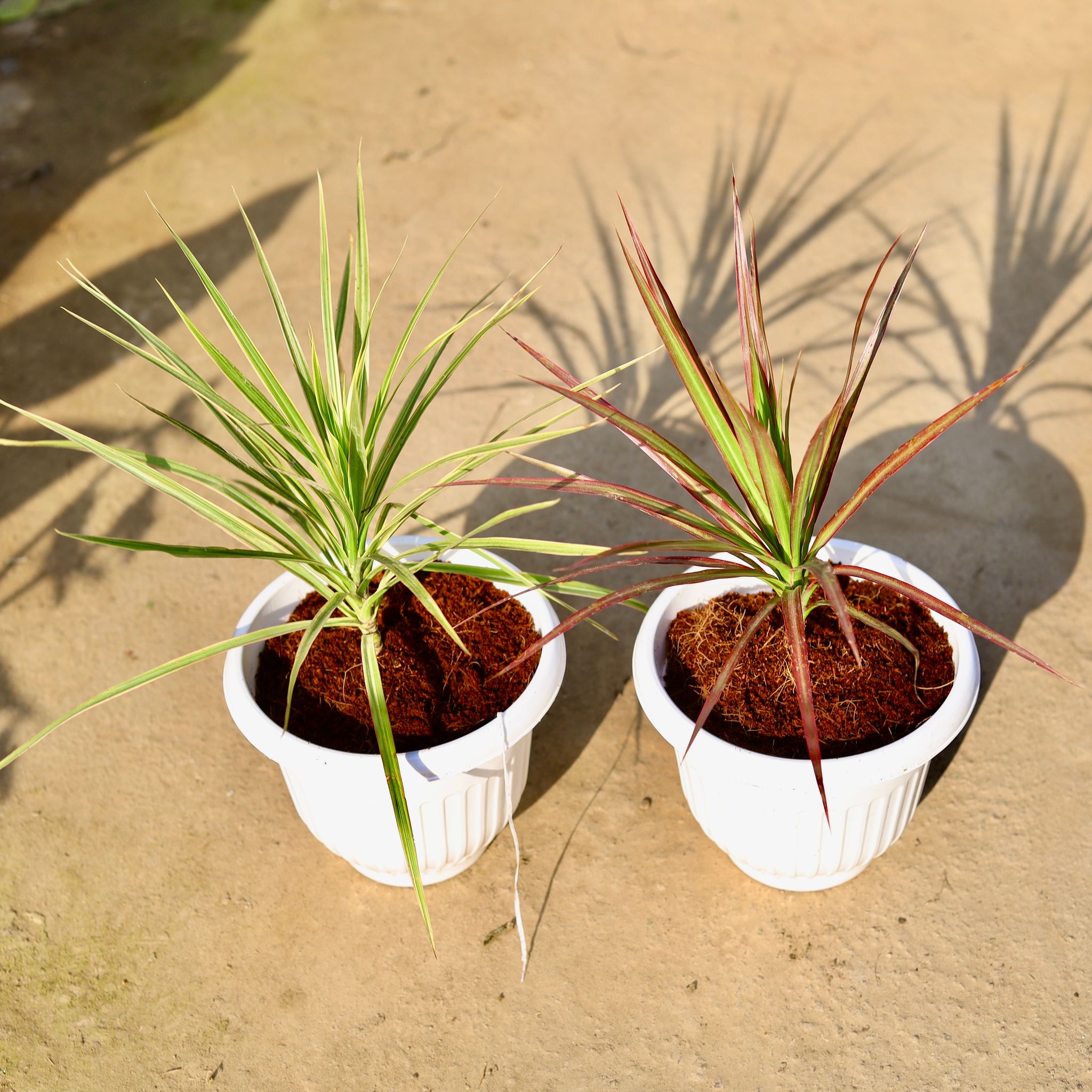 Set of 2 - Dracaena Colorama Red & Dracaena Colorama White in 8 Inch White Olive Plastic Pot