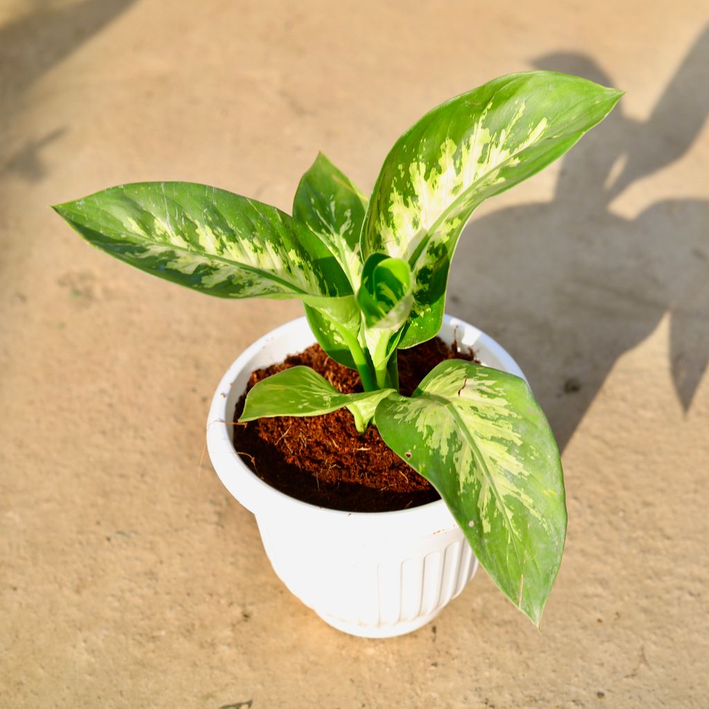 Buy Dieffenbachia in 8 Inch Terracotta Red Olive Plastic Pot | Urvann.com Dieffenbachia in 8 Inch Terracotta Red Olive Plastic Pot