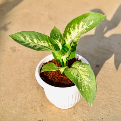 Buy Dieffenbachia in 8 Inch Terracotta Red Olive Plastic Pot | Urvann.com