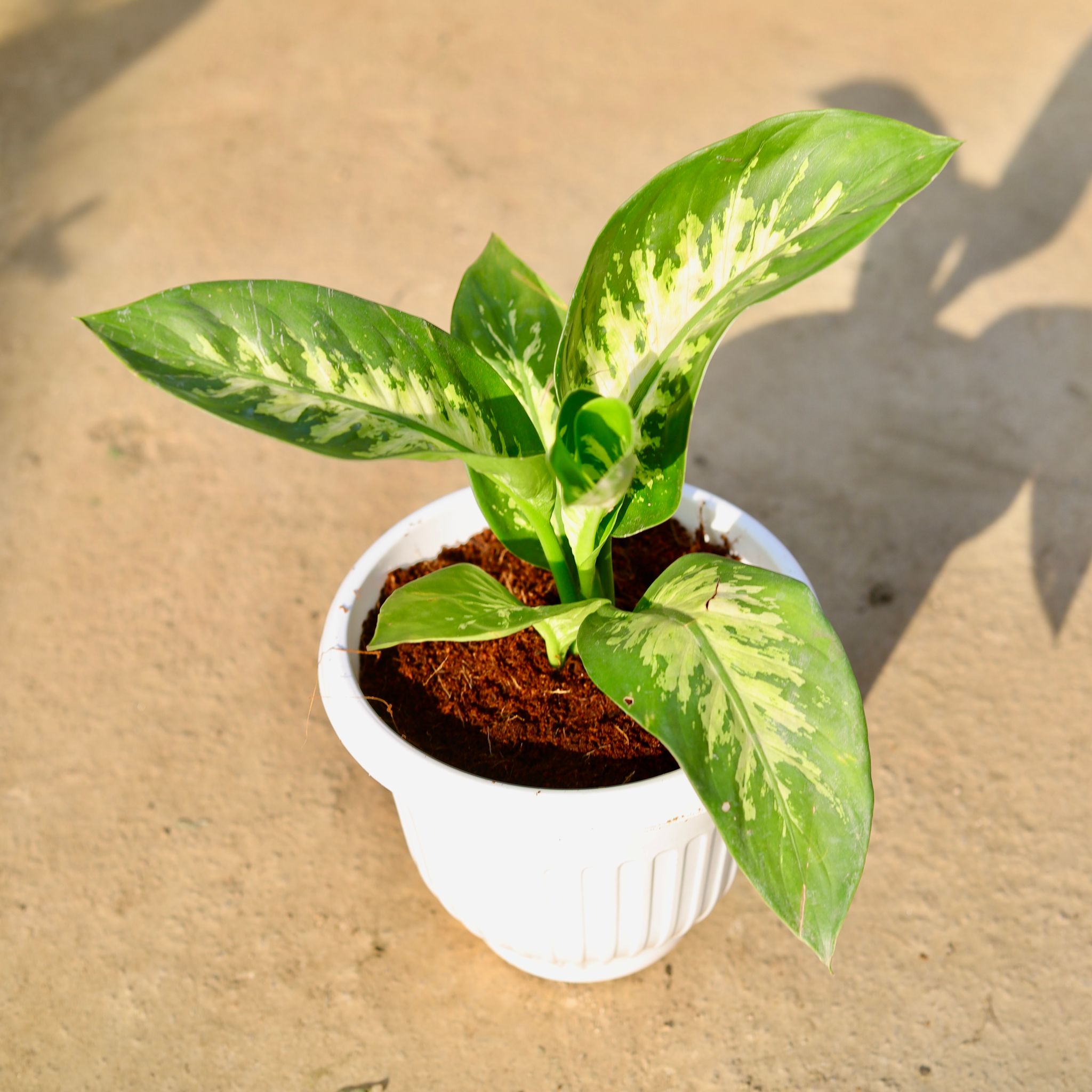 Dieffenbachia in 8 Inch Terracotta Red Olive Plastic Pot