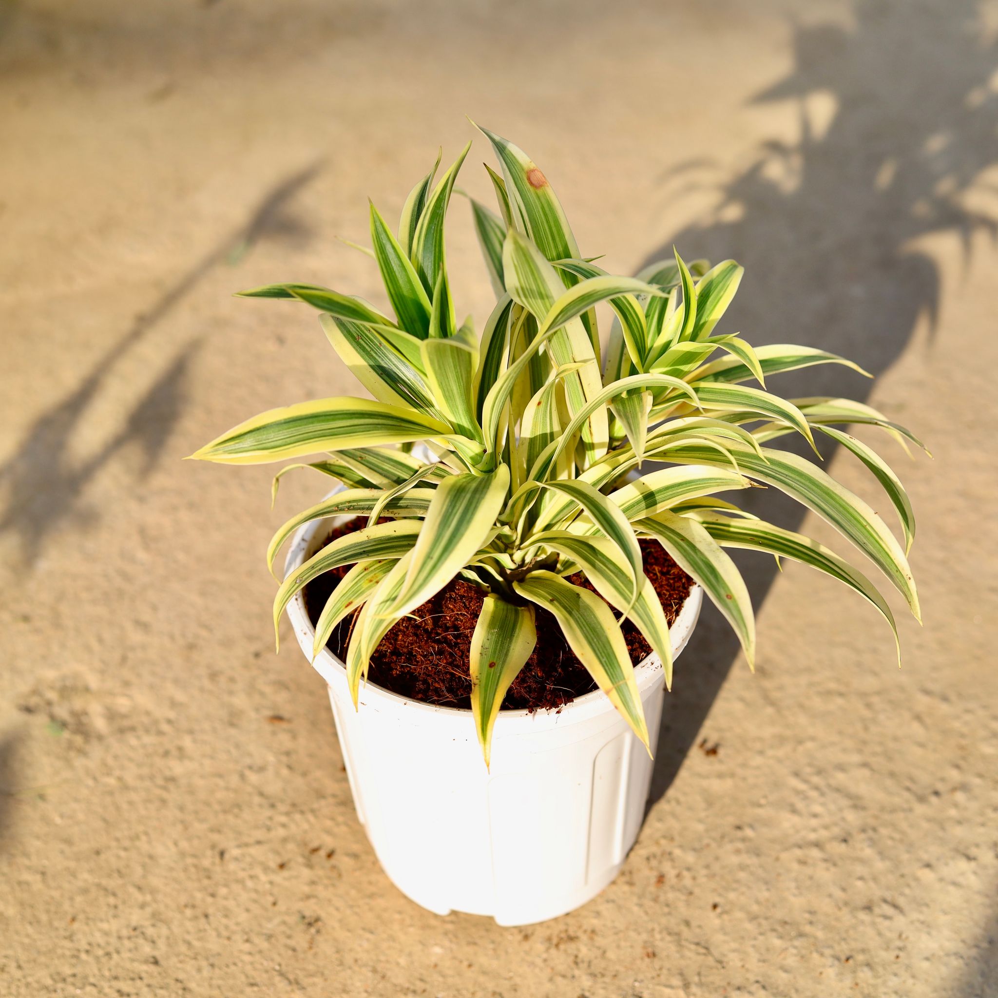 Dracaena Messenger / Song of India in 6 Inch White Super Nursery Pot
