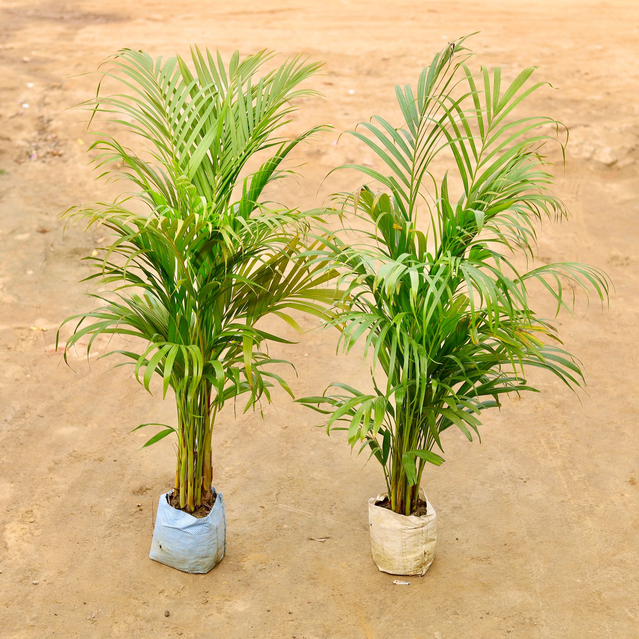 Set of 2 - Areca palm in 6 Inch Nursery bag