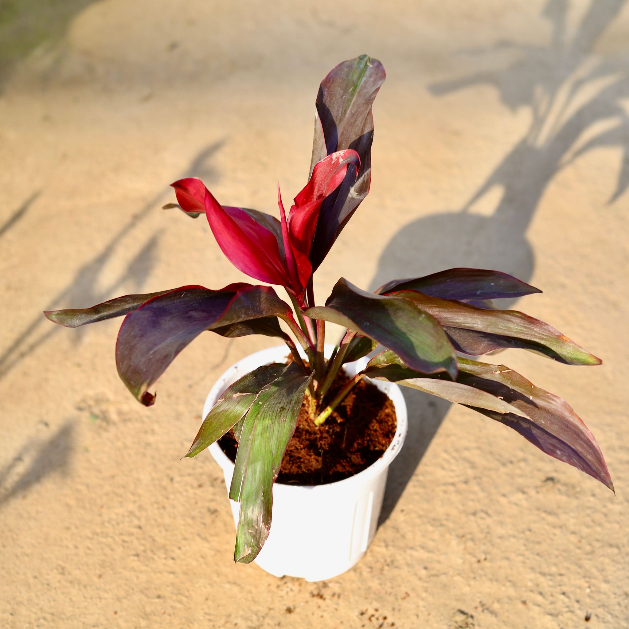 Dracaena Rosea in 6 Inch White Super Nursery Pot