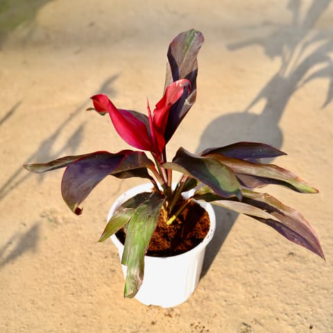 Dracaena Rosea in 6 Inch White Super Nursery Pot