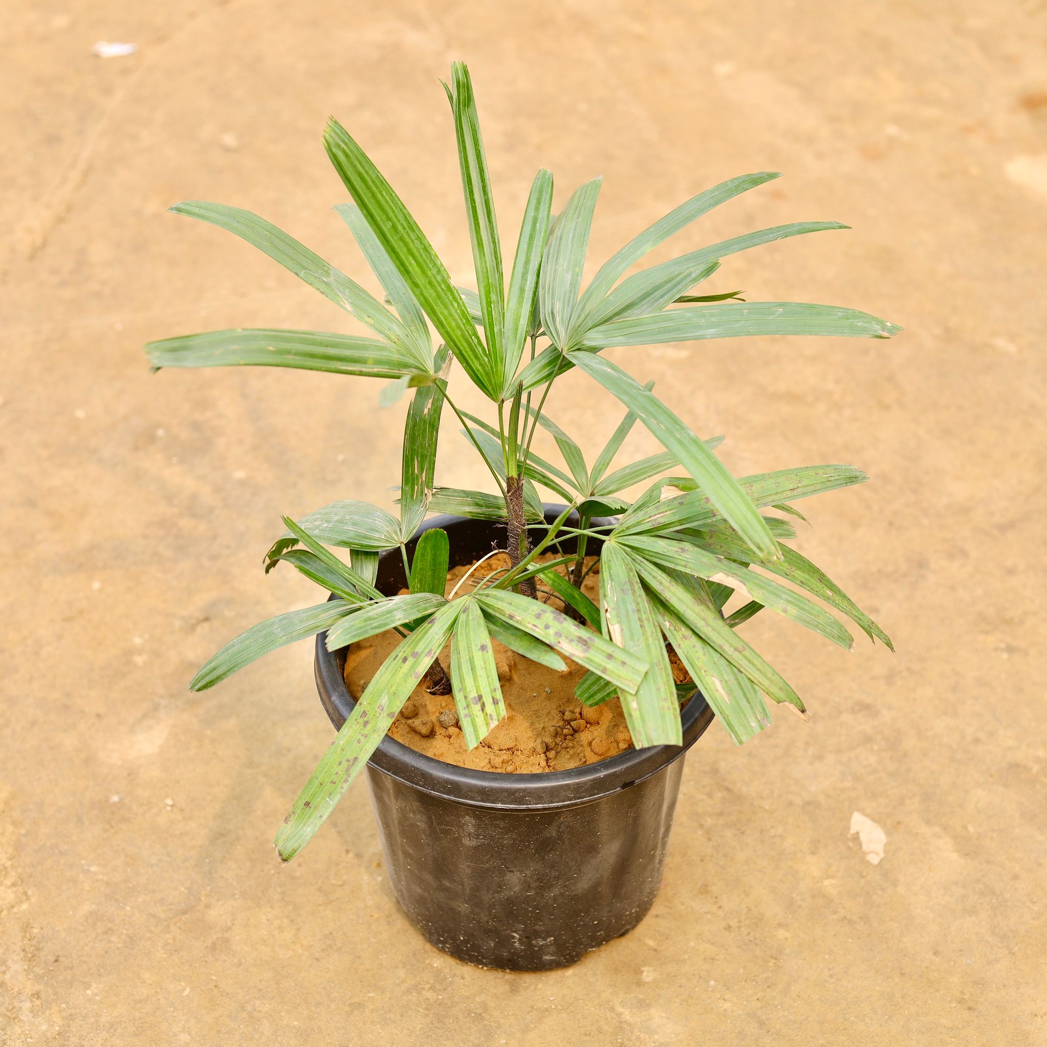 Rhapis Palm in 10 Inch Nursery Pot