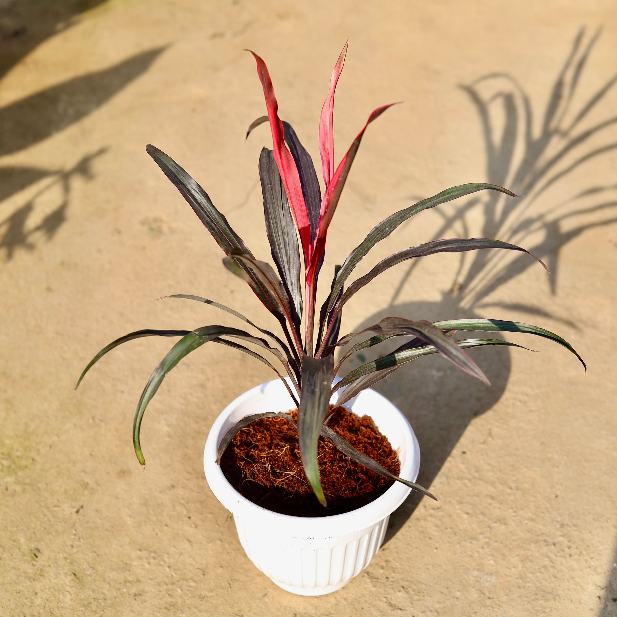 Dracaena Mahatama mini in 8 Inch White Olive Plastic Pot