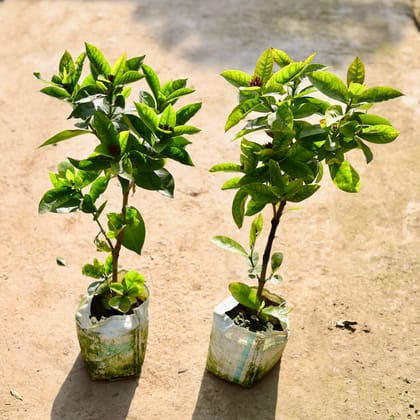 Buy Ixora Pink (Any Colour) in 7 Inch Nursery bag | Urvann.com