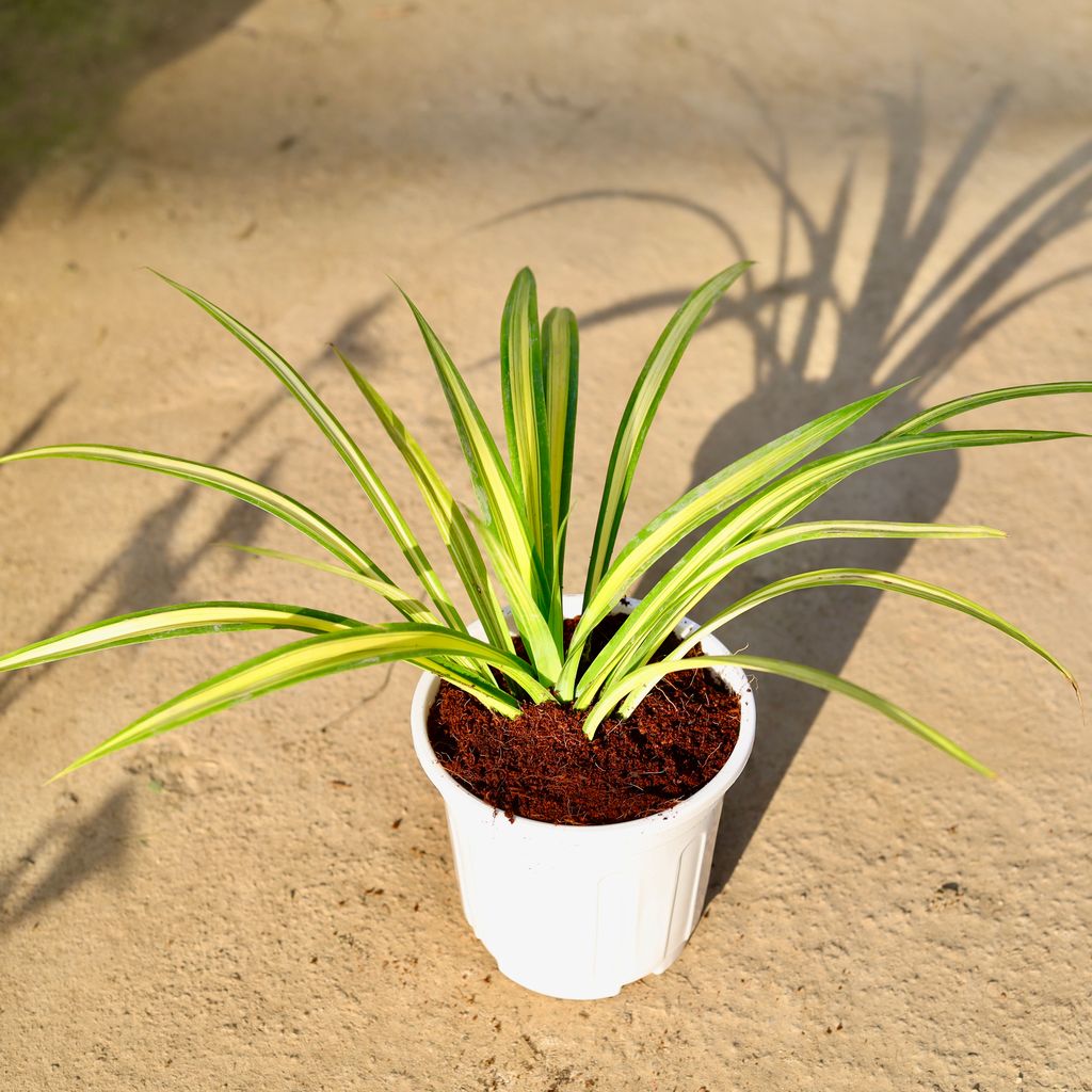 Buy Pandanus in 6 Inch White Super Nursery Pot | Urvann.com Pandanus in 6 Inch White Super Nursery Pot