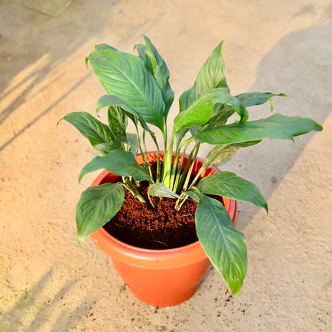 Peace lily in 10 Inch Classy Red Plastic Pot