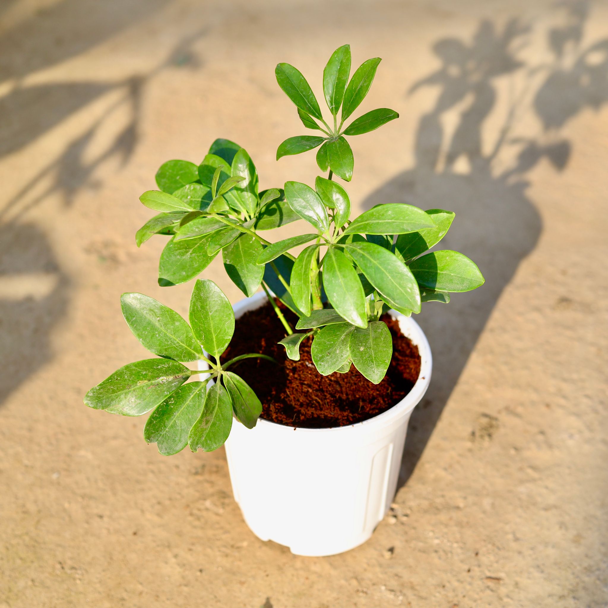 Schefflera Green in 6 Inch White Super Nursery Pot