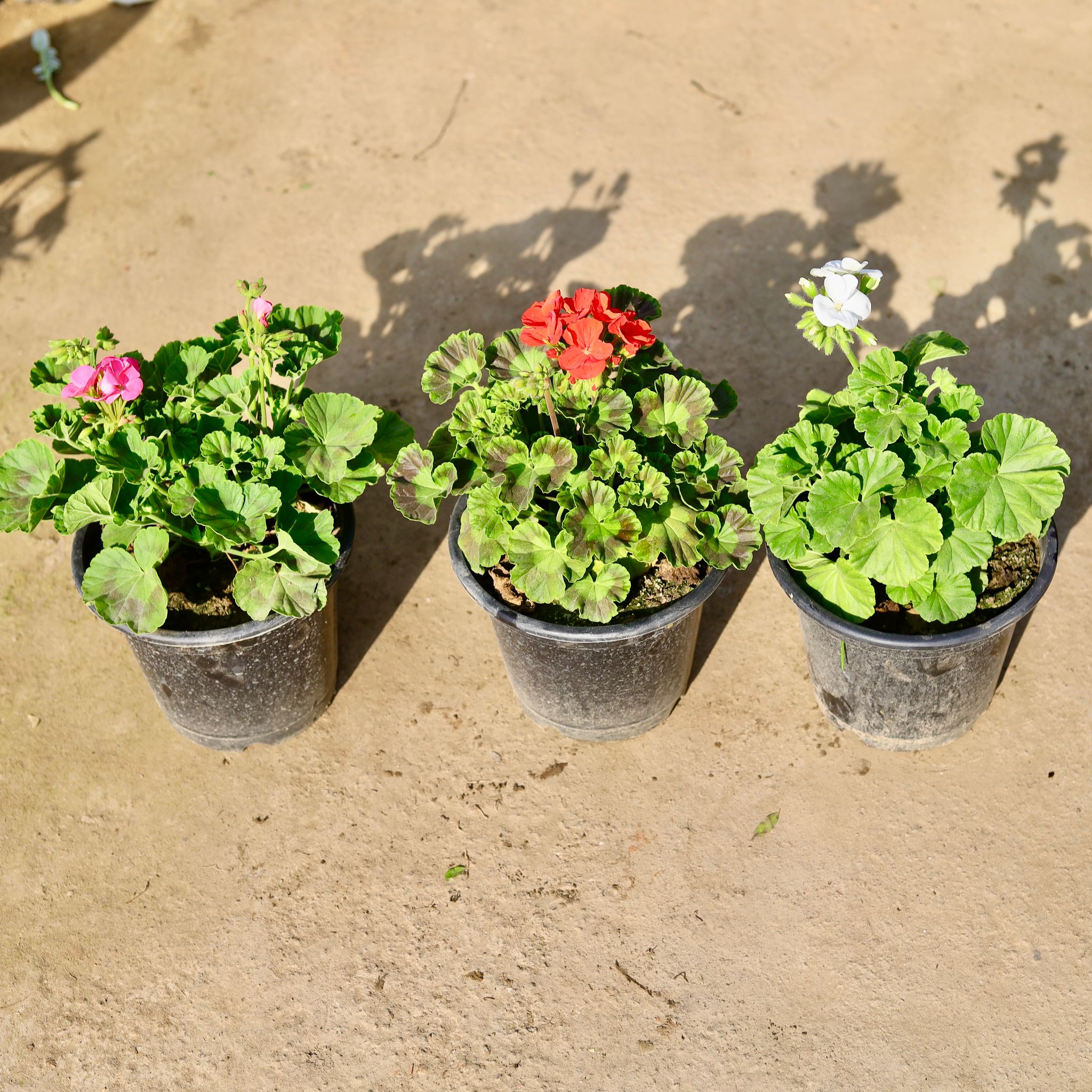 Set of 3 - Geranium (Any colour) in 8 Inch Nursery Pot