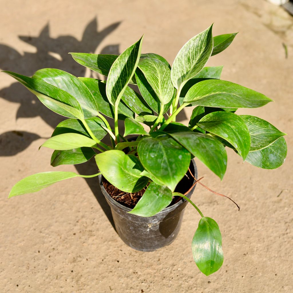 Buy Philodendron Birkin in 6 Inch Nursery Pot | Urvann.com Philodendron Birkin in 6 Inch Nursery Pot