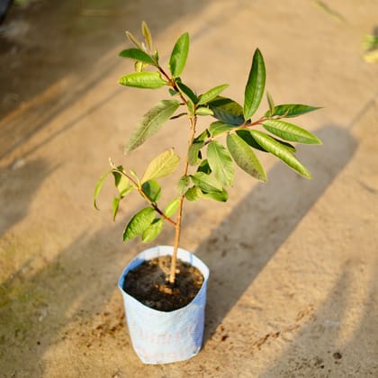 Buy Amrood / Guava in 8 Inch Nursery bag | Urvann.com