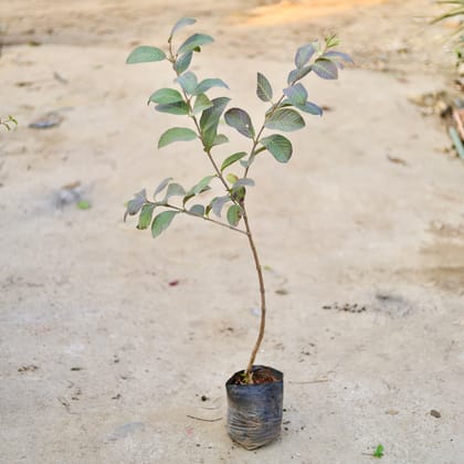 Buy Amrood / Guava in 8 Inch Nursery bag | Urvann.com