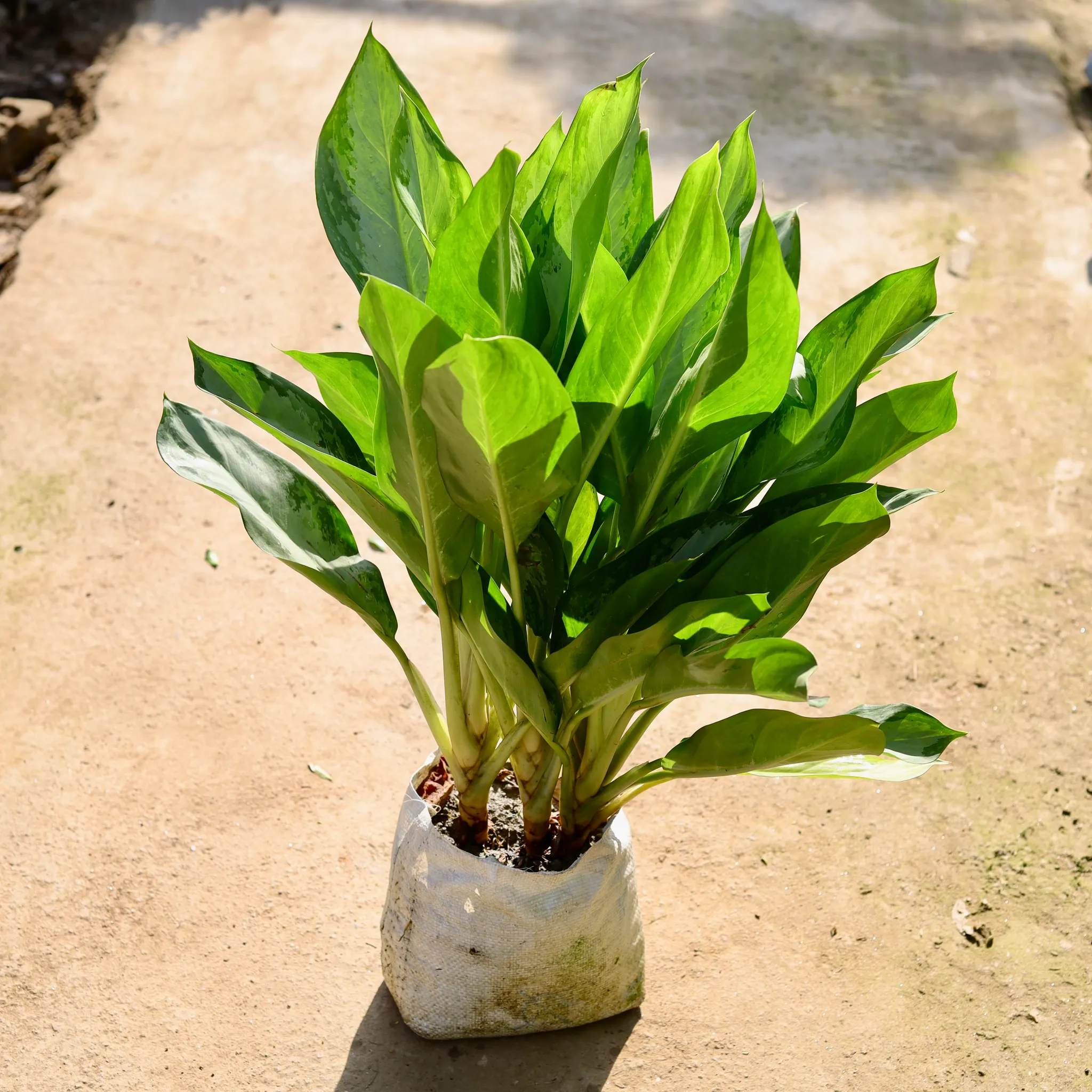 Aglaonema Silver Stone in 10 Inch Nursery bag
