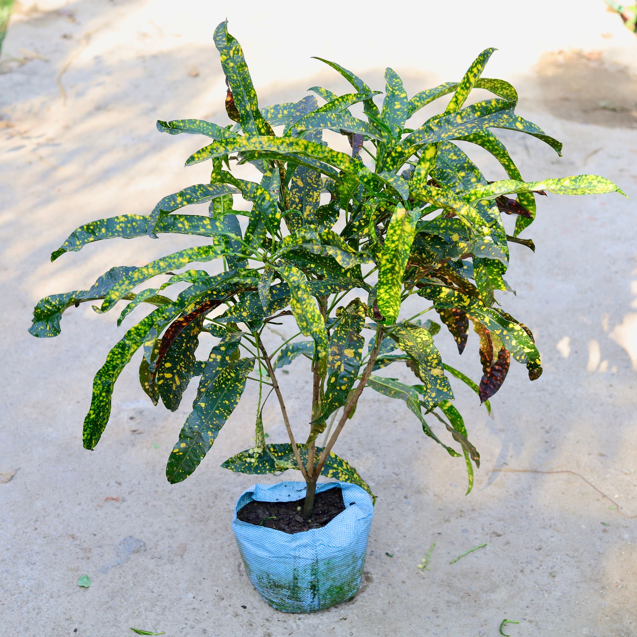 Mother Croton Curly (Any Color) in 10 Inch Nursery bag