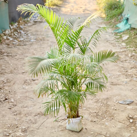 Areca palm in 12 Inch Nursery bag