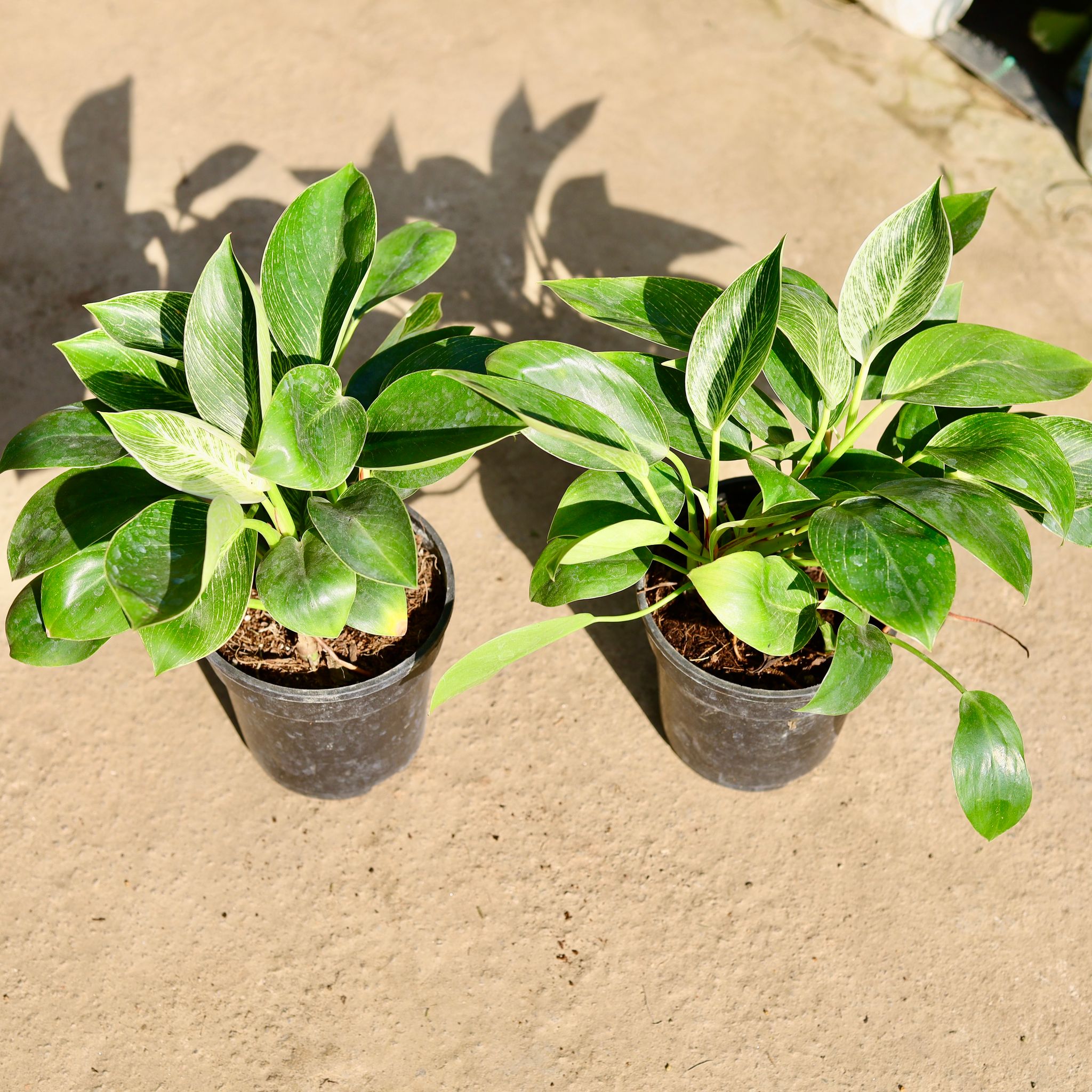 Philodendron Birkin in 6 Inch Nursery Pot
