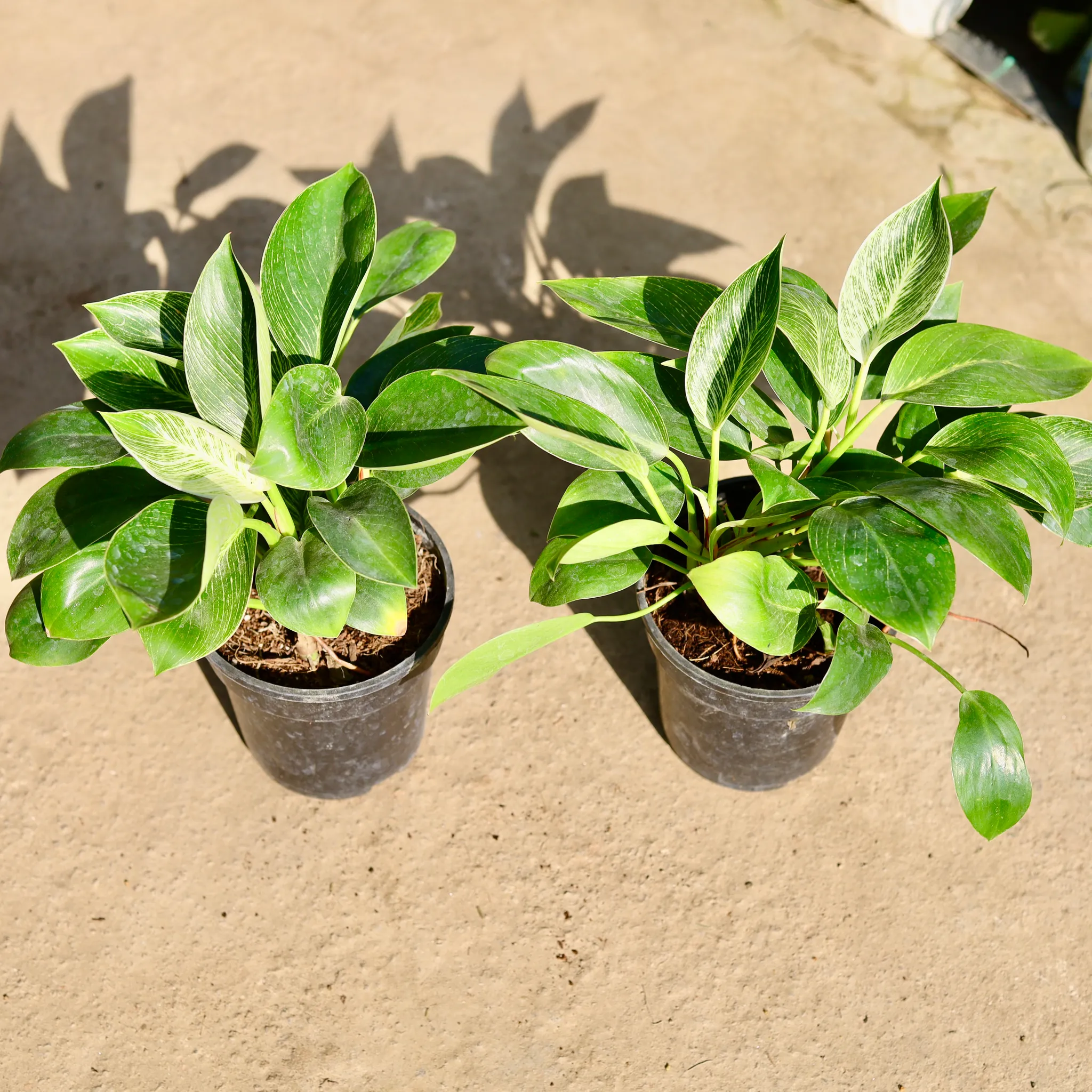 Philodendron Birkin in 6 Inch Nursery Pot