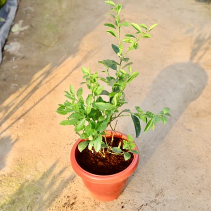 Buy Nimbu / Lemon Plant� in 10 Inch Classy Red Plastic Pot | Urvann.com
