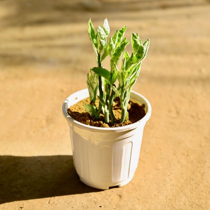 Buy Pedilanthus / Devil's Backbone  in 6 Inch White Super Nursery Pot Online | Urvann.com