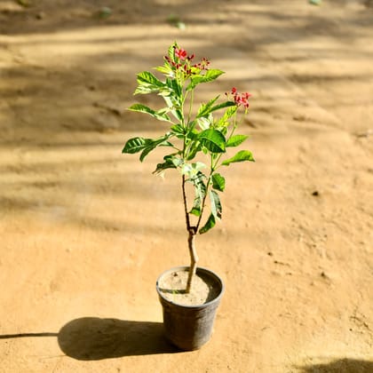 Buy Jatropha / Sunder Rupa (any colour) in 6 Inch Nursery Pot Online | Urvann.com