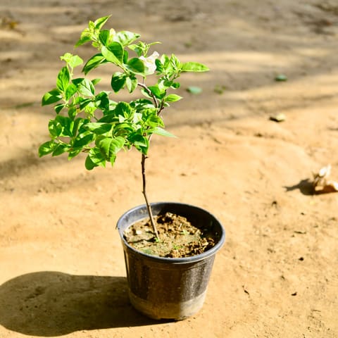 Bougainvillea (Any Color) in 8 Inch Nursery Pot