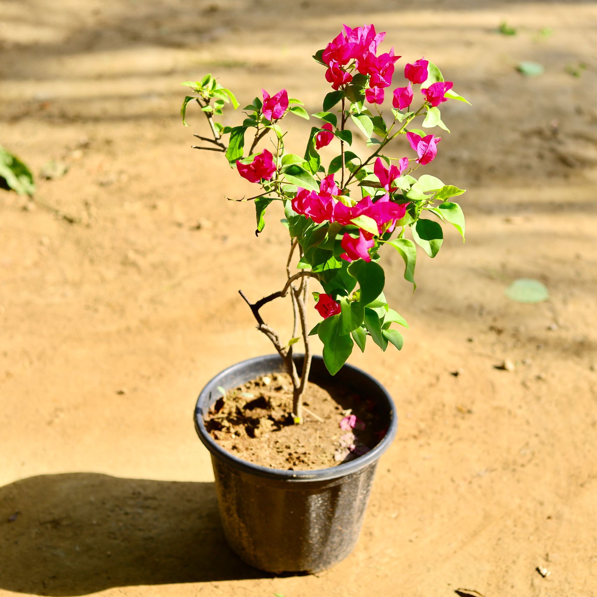 Bougainvillea (Any Color) in 8 Inch Nursery Pot